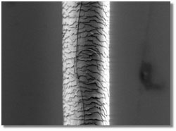 Figure 1.  Micrograph of a looped nanowire against the backdrop of a human hair (Mazur Group 2008)