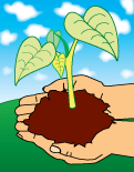 Seedling