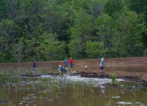 De Sale Restoration Area Volunteers Planting Wetlands