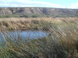 Wetlands Vegetation