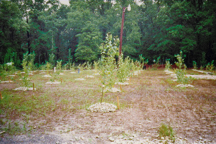 Photograph of Hybrid Poplar Field at Edward Sears Property