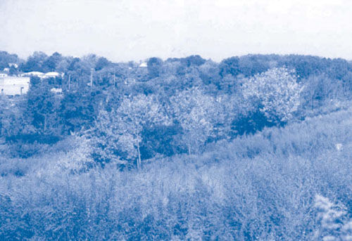 Figure 4. Test plots at the Fresh Kills landfill display mixed and vigorous vegetation only eight years after seed and sapling plantings.