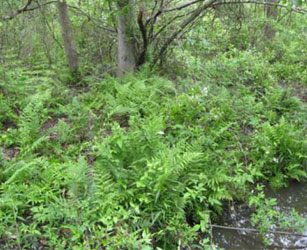 Diverse fern community at a reference station near the Woolfolk Chemical Works, Inc. site.