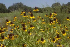 Figure 3. Black-eyed-susans planted at the Barksdale AFB.