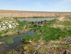Figure 4. Wetland pond with protective buffer strip at the Murdock Groundwater Plume site.