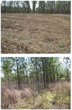 Figure 1. Vegetation conditions in the open (top) and wooded (bottom) areas at the former Spencer Artillery Range.