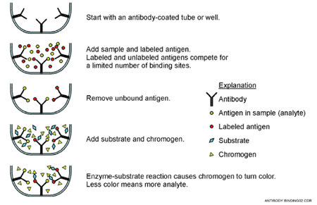 FIGURE 2. Schematic of COC-Enzyme Binding (Source: U.S. EPA, 1996) [8]