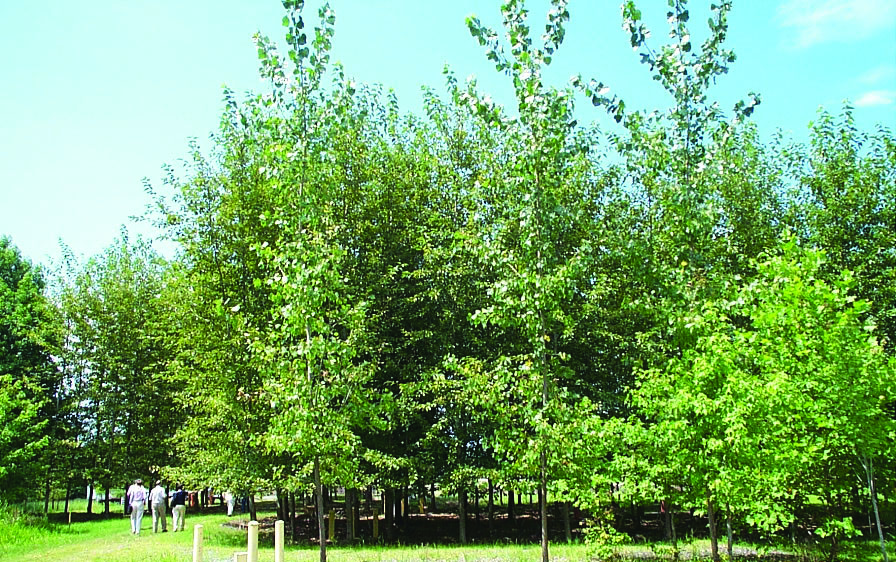 A tree stand of hybrid poplars controls groundwater flow using phytohydraulics.